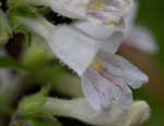 Arkansas beardtongue